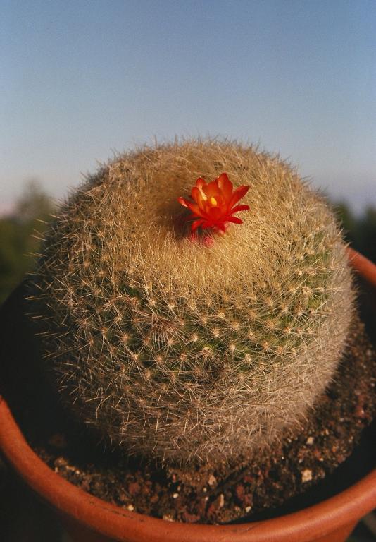 gal/Un_peu_de_poesie/Cactus/01.jpg