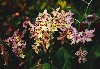 gal/Un_peu_de_poesie/Orchidees/_thb_02.jpg
