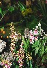 gal/Un_peu_de_poesie/Orchidees/_thb_08.jpg