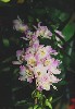 gal/Un_peu_de_poesie/Orchidees/_thb_10.jpg