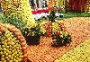 gal/Visites/Fete_des_Citrons/_thb_08.jpg